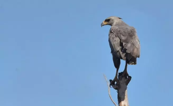 Águia-cinzenta é avistada e fotografada em Patrocínio/MG